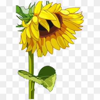 Drawn Mason Jar Sunflower Png - High Resolution Sunflower Field Clipart