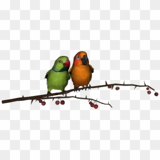 Love Birds Download Png - Birds Images In Png Clipart