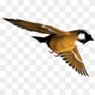 Download Birds Png Images Background - Old World Flycatcher Clipart