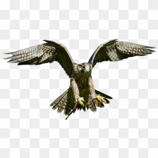 Download Free Falcon Birds Png Transparent Images Transparent - Hawk Clipart