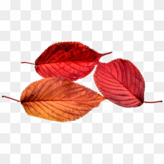 Autumn, Leaves, Leaf, Png, Transparent, Fall Color - Real Transparent Autumn Clipart