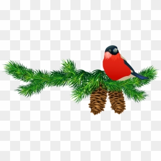 Transparent Pine Branch With Cones And Bird - Christmas Bird Clip Art - Png Download