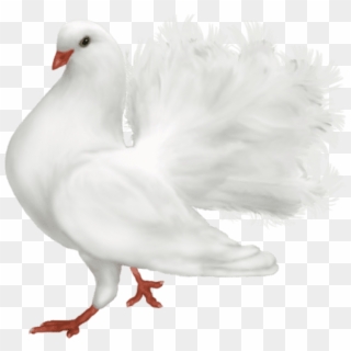 Free Png Download White Romantic Dove Png Images Background - Cuma Akşamınız Mübarek Olsun Cif Clipart