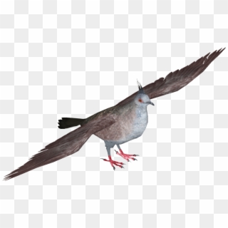 Stock Dove , Png Download Clipart