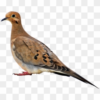Birds - American Mourning Dove Clipart