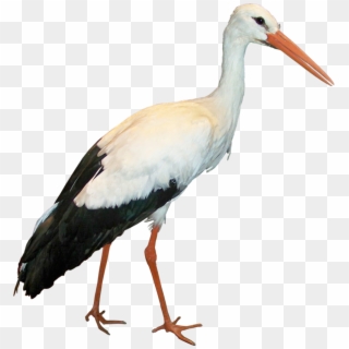 Crane Bird Png Clipart