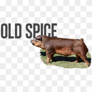 Old Spice - Pre-order - $100 - Overrun - $75 - Last - Hippopotamus Clipart