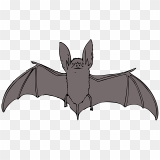 Bat Cartoon Coloring Pages - Bat Clipart - Png Download