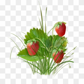 Fresh Strawberry Fruit - Strawberry Clipart