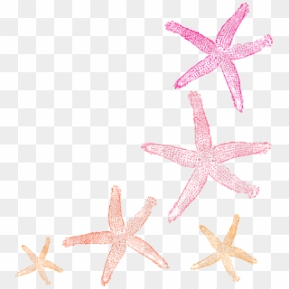 Coral Starfish Clipart - Png Download