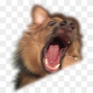 Dog Yawns Clipart