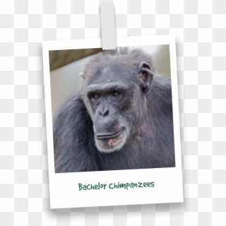 Primates - Common Chimpanzee Clipart