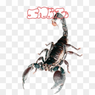 Scorpion, Magazine, Sneeze, Arthropod Png Image With - Scorpion Clipart