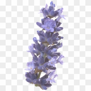 Freetoedit Png Flower With A Transparent Background - English Lavender Clipart