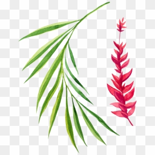 Pine Leaves Png - Oregon Pine Clipart