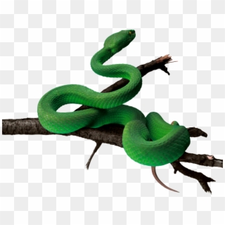 Tree Snake Clipart Rat Snake - Green Snake Png Hd Transparent Png