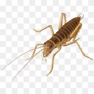 Free Png Download Cricket Insect S Png Images Background - Weta Png Clipart