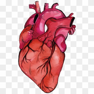 Heart Muscle Png - Human Heart Clipart Png Transparent Png