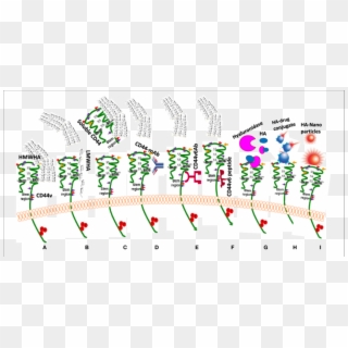 Drug Targeting Approaches To Exploit Ha-cd44 Interaction - Ha Cd44 Clipart