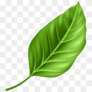 Leaf Png Clipart Transparent Png