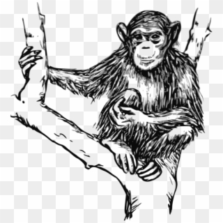 Ape Primate Monkey Gorilla Orangutan - Monkey Black And White Png Clipart