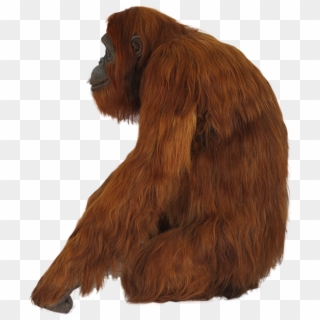 Orangutan Png - Portable Network Graphics Clipart