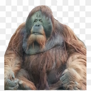 Orangutan , Png Download - Orangutan Clipart