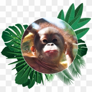 Popi The Orangutan Aware Environmental Adventure Of - Animal Popi Clipart