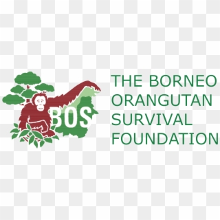 Borneo Orangutan Survival Foundation Presentation - Borneo Orangutan Survival Clipart