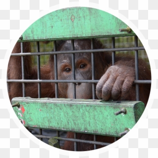 Palm Oil Deforestation - Orangutan Clipart