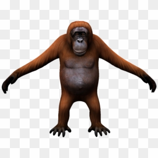 Orangutan - Monkey Clipart