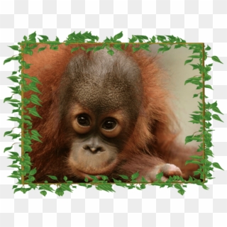 Peanut Adorable With-frame - Peanut Orangutan Clipart