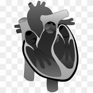 Cad Is The Commonest Variety Of Heart Disease, Which - Right Ventricle Outflow Tract Clipart