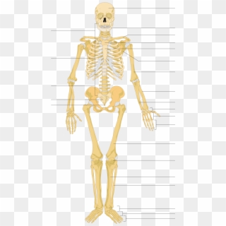 Human Skeleton Unlabelled Clipart