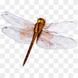 Dragonfly - Hawker Dragonflies Clipart