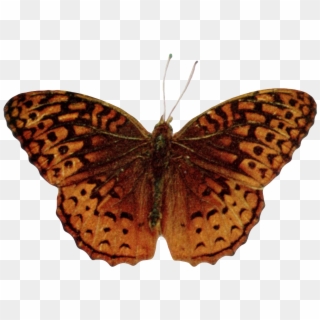 Speyeria Aphrodite Alcestis-transparent - Silver-washed Fritillary Clipart