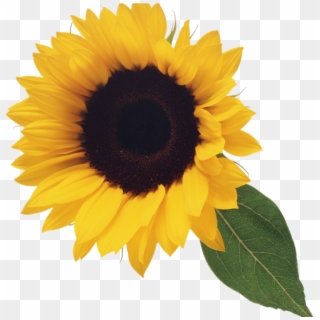 Picture Freeuse Library Sunflower Clipart Free Computer - Sunflower Png Free Transparent Png