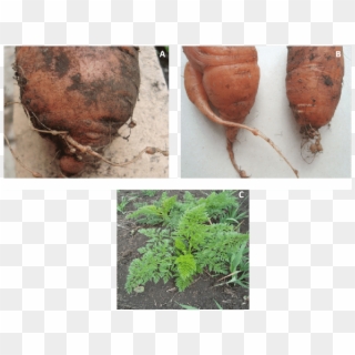 Síntomas En Plantas De Zanahoria Inducidos Por Meloidogyne - Meloidogyne Sintomas Clipart
