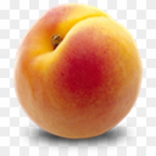 Melocoton - Peach Clipart