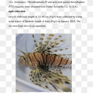The Persian Gulf Lionfish Collected From Coastal Water - Lionfish Clipart