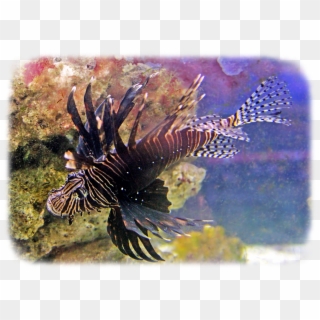 Aquarium Fish Uncle Bills - Lionfish Clipart