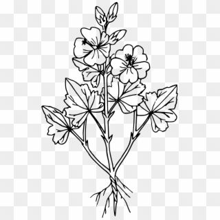 Globe Outline Png - Globe Mallow Drawing Clipart
