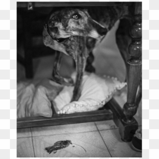 Www - Agomezpidalphoto - Com - Companion Dog Clipart