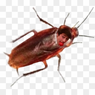 #cucaracha Cucaracha - Bug Clipart