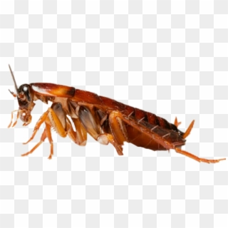 Vv Freetoedit Cucaracha - Cockroach Png Clipart