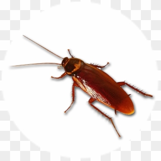 Cucaracha - Palmetto Bug Clipart
