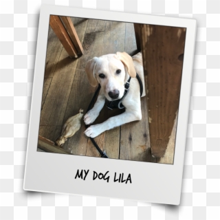 Thanks Mr T And Team For The Interview - Labrador Retriever Clipart