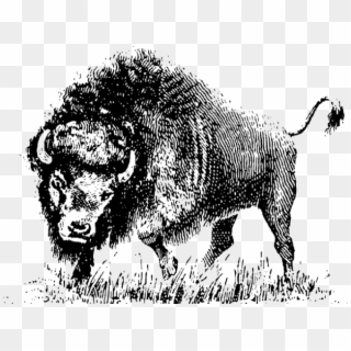 Buffalo Clipart Png - Vector Black And White Buffalo Transparent Png