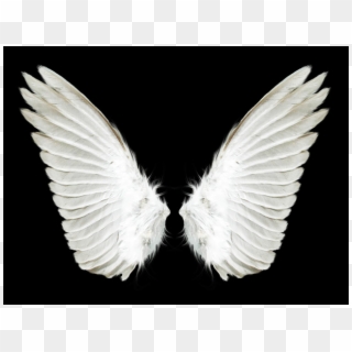 White Wings Transparent Background Clipart