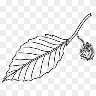 Beech Leaf - Plant Leaf Black And White Clipart